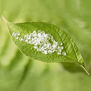 De composteerbare Opgevulde Verpakkende Omslag wikkelt Vriendschappelijke Zelf de Verbindingszak Zelfklevende Duurzame Waterdichte Tearproo van Zakkeneco 0