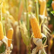 Van de de Postzak van maïszetmeeleco de Bioinstallatie gebaseerde PLA+PBAT van de de Kledingszak Waterdichte van de zelf-Verbindingseco Composteerbare Uitdrukkelijke Zak 0