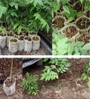 Van de de Zakkenhydrocultuur van de tuinbouw Biologisch afbreekbare Tuin van de de Grondplanter het Kinderdagverblijfpotten